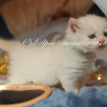 chaton Neva Masquerade red silver tabby point & blanc Alvik Elevage Sibalpin chaton Neva Masquerade red silver tabby point & blanc Alvik Elevage Sibalpin