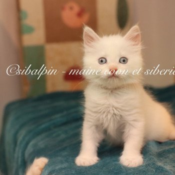 chaton Neva Masquerade red silver tabby point & blanc Alvik Elevage Sibalpin