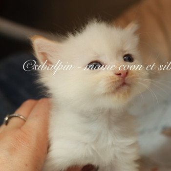 chaton Neva Masquerade red tabby point bicolor Amboke Elevage Sibalpin chaton Neva Masquerade red tabby point bicolor Amboke Elevage Sibalpin