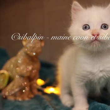 chaton Neva Masquerade red tabby point bicolor Amboke Elevage Sibalpin