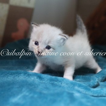chaton Neva Masquerade point Anaheim Elevage Sibalpin chaton Neva Masquerade point Anaheim Elevage Sibalpin