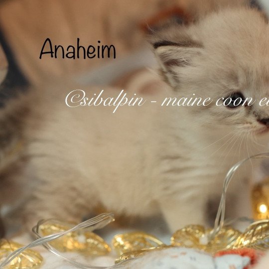 Anaheim Femelle Neva Masquerade