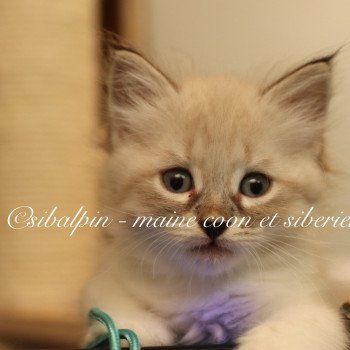 chaton Neva Masquerade seal tabby point & blanc Anaheim Elevage Sibalpin