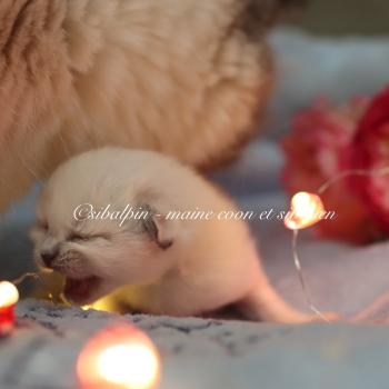 chaton Neva Masquerade point Elevage Sibalpin