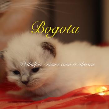 chaton Neva Masquerade point Bogota Elevage Sibalpin