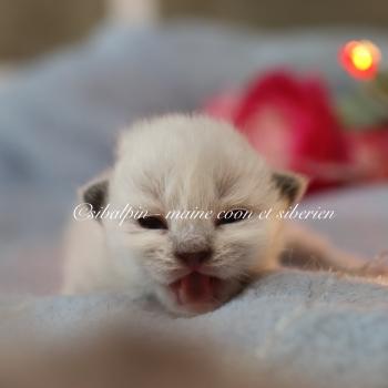 chaton Neva Masquerade point Elevage Sibalpin