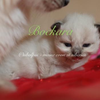 chaton Neva Masquerade point Bockara Elevage Sibalpin