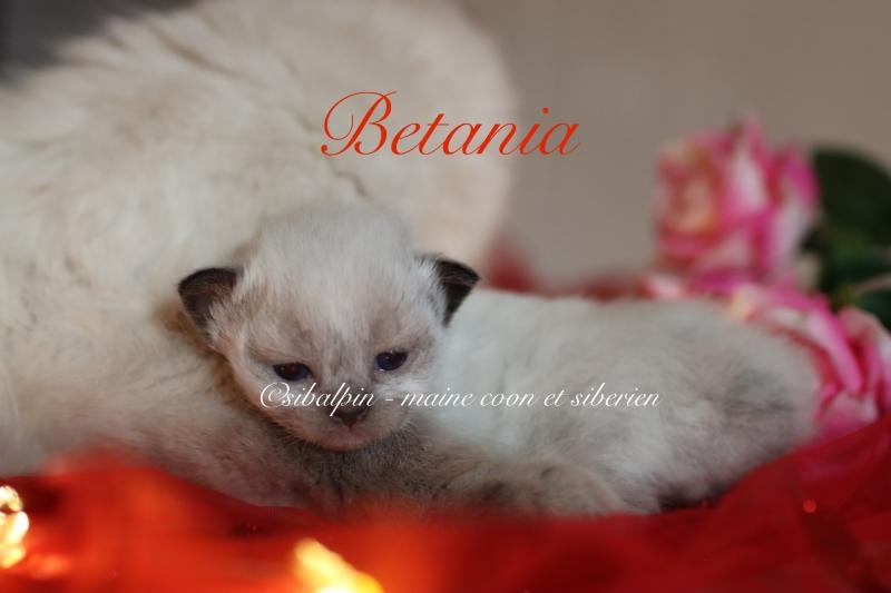 Betania Femelle Neva Masquerade