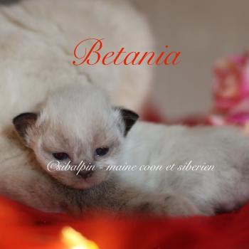 chaton Neva Masquerade point Betania Elevage Sibalpin