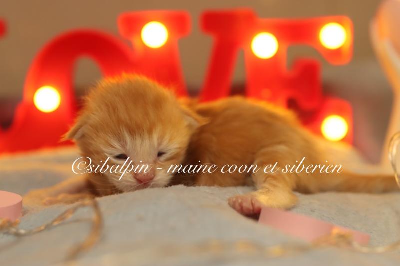 Babel Mâle Maine coon