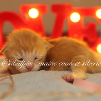 chaton Maine coon red blotched tabby Babel Elevage Sibalpin