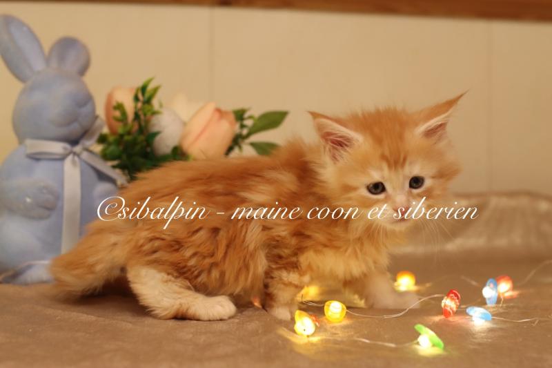 Babel Mâle Maine coon