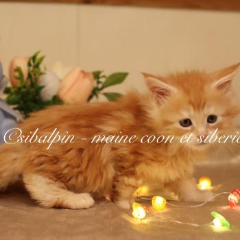chaton Maine coon red silver blotched tabby Babel Elevage Sibalpin