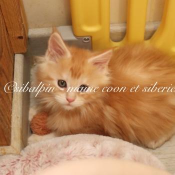chaton Maine coon red silver blotched tabby Babel Elevage Sibalpin