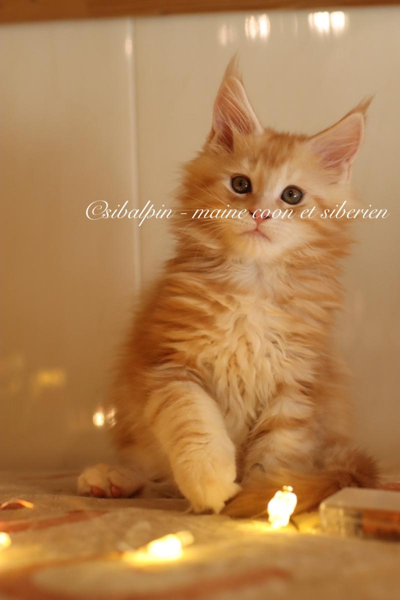 Babel Mâle Maine coon
