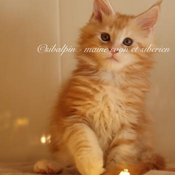 chaton Maine coon red silver blotched tabby Babel Elevage Sibalpin
