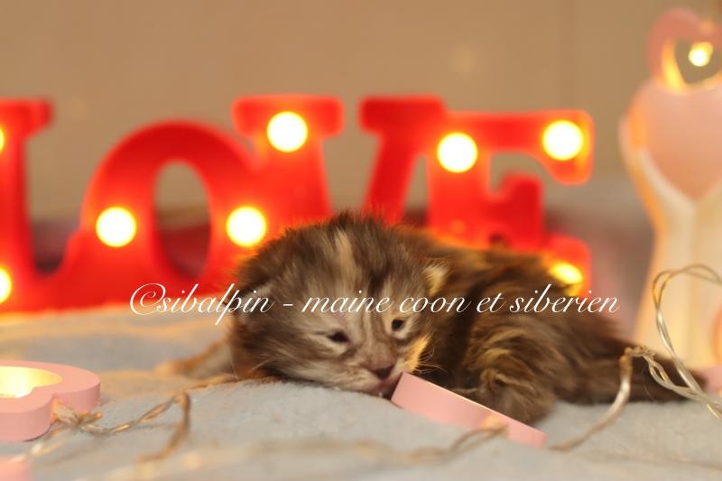 Babi Dól Femelle Maine coon