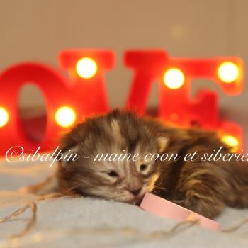chaton Maine coon brown tortie tabby Babi Dól Elevage Sibalpin