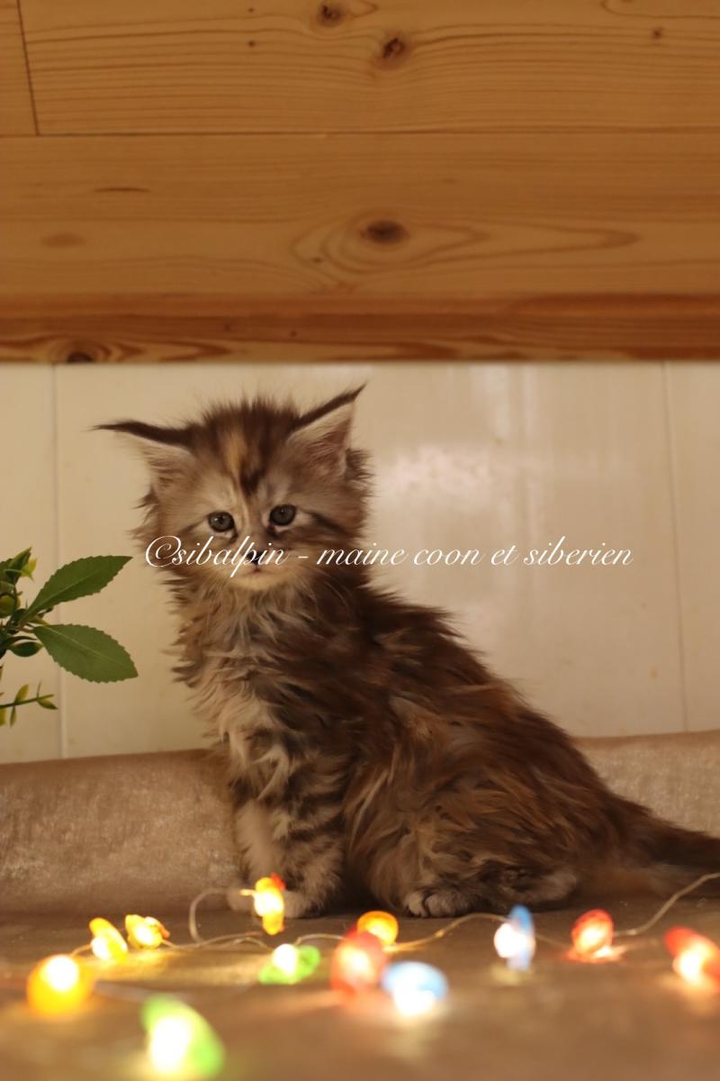 Babi Dól Femelle Maine coon