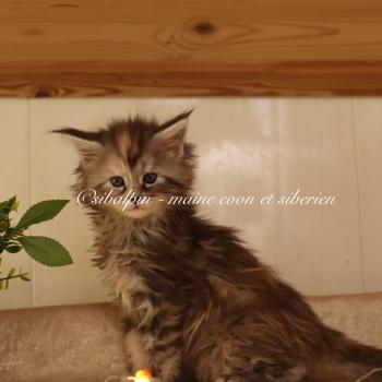 chaton Maine coon black tortie silver tabby Babi Dól Elevage Sibalpin