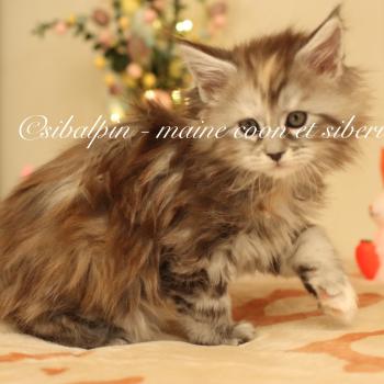 chaton Maine coon black tortie silver tabby Babi Dól Elevage Sibalpin