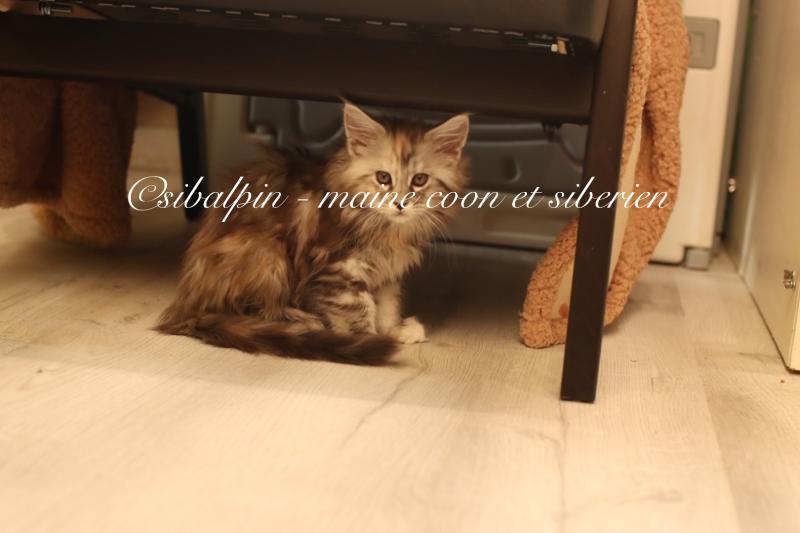 Babi Dól Femelle Maine coon