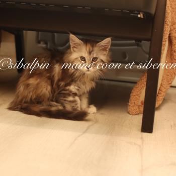 chaton Maine coon black tortie silver tabby Babi Dól Elevage Sibalpin