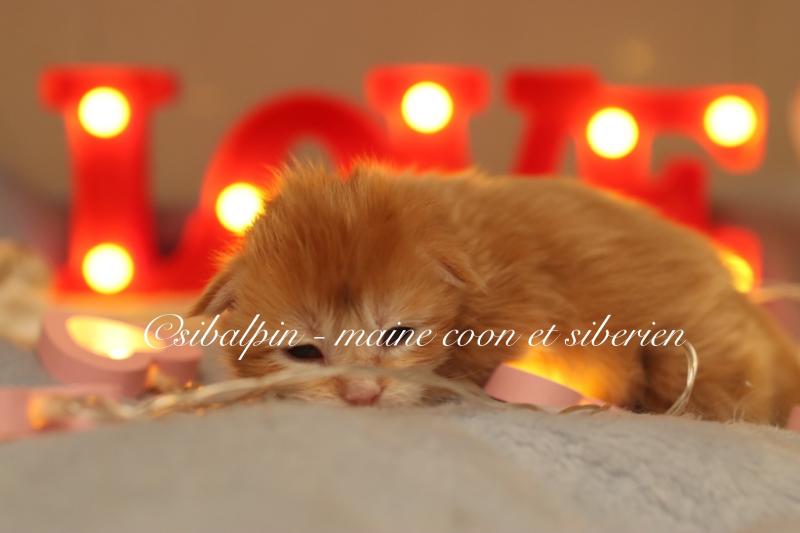 Babylon Mâle Maine coon