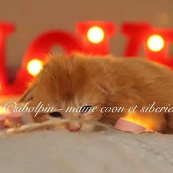 chaton Maine coon red ticked tabby Babylon Elevage Sibalpin
