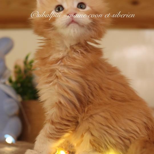 Babylon Mâle Maine coon