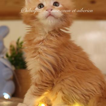chaton Maine coon red silver ticked tabby Babylon Elevage Sibalpin