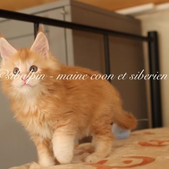chaton Maine coon red silver ticked tabby Babylon Elevage Sibalpin
