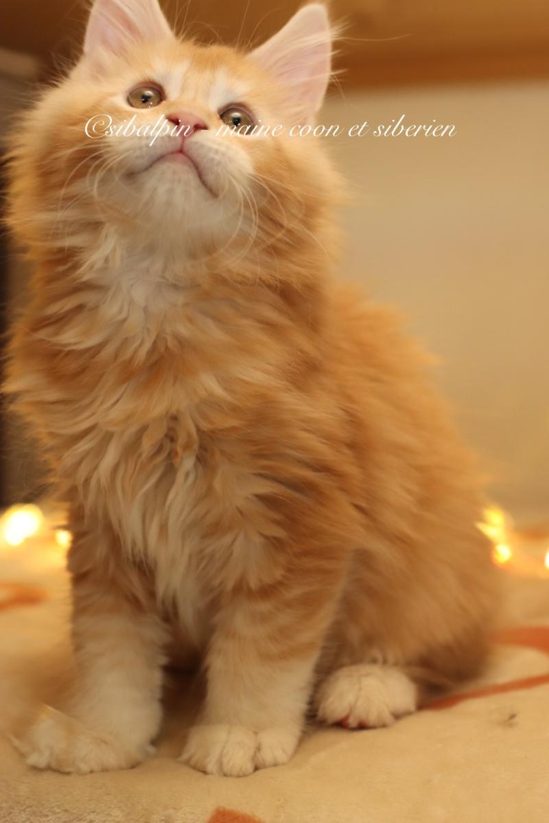 Babylon Mâle Maine coon
