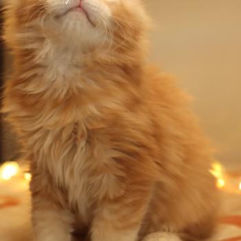 chaton Maine coon red silver ticked tabby Babylon Elevage Sibalpin