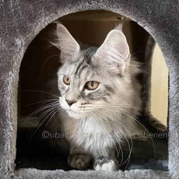 chat Maine coon black silver blotched tabby Skara Elevage Sibalpin