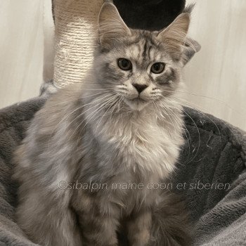 chat Maine coon black silver blotched tabby Skara Elevage Sibalpin