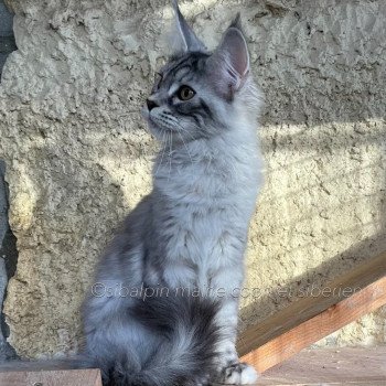 chat Maine coon black silver blotched tabby Skara Elevage Sibalpin