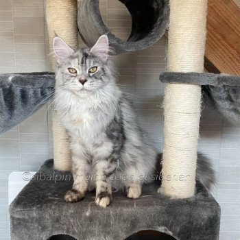 chat Maine coon black tortie silver blotched tabby Skara Elevage Sibalpin