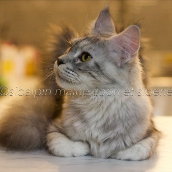 chat Maine coon black tortie silver blotched tabby Skara Elevage Sibalpin