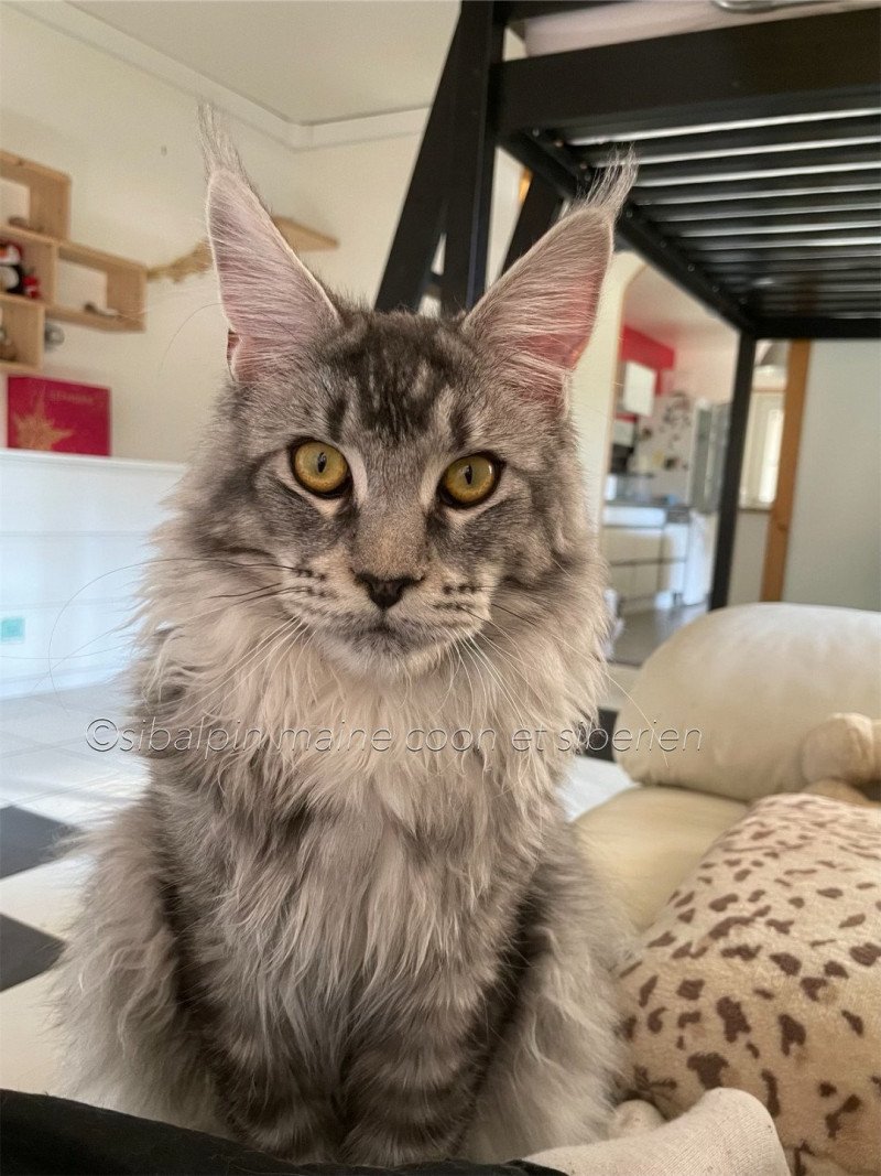 Spartacus Mâle Maine coon