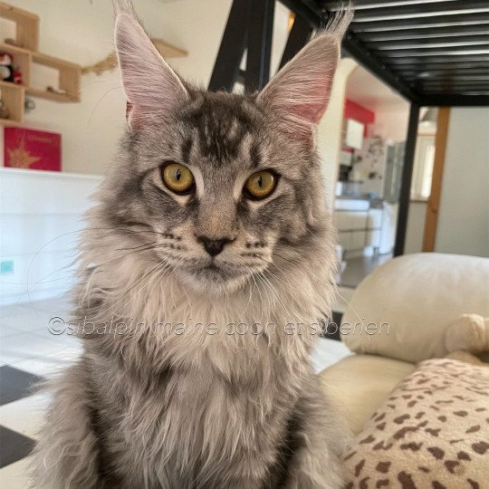 Spartacus Mâle Maine coon