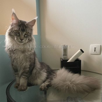 chat Maine coon black silver ticked tabby Spartacus Elevage Sibalpin