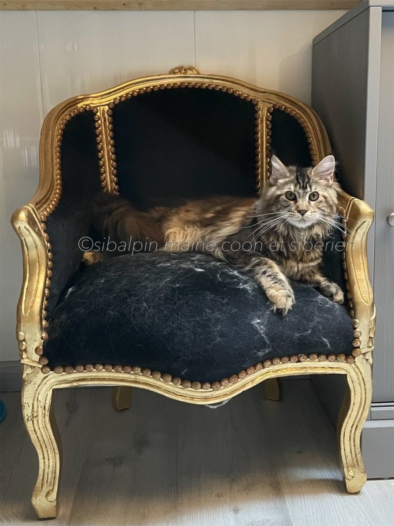 Tina Femelle Maine coon Tina Femelle Maine coon