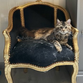 chat Maine coon brown tortie blotched tabby Tina Elevage Sibalpin