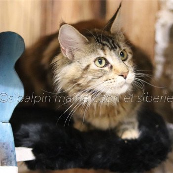 Tina Femelle Maine coon