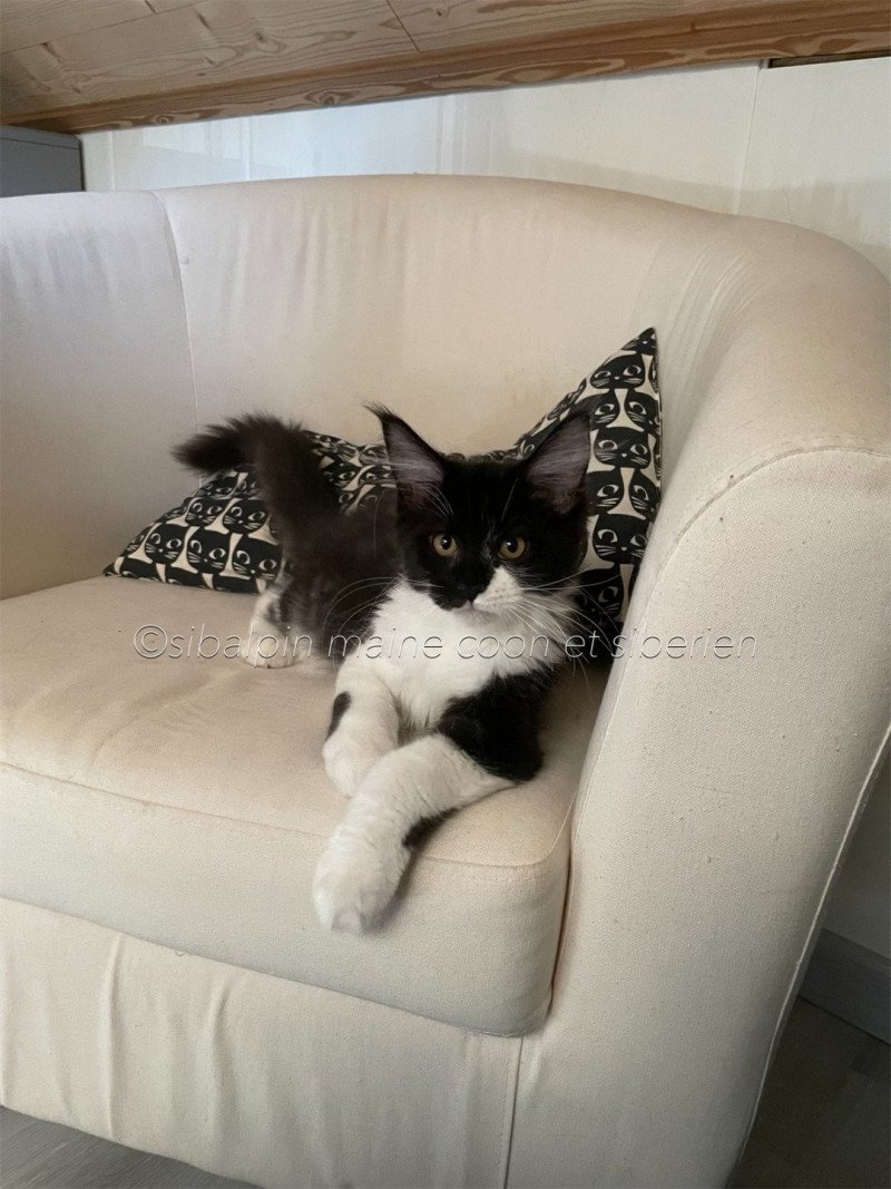 Tramontane Femelle Maine coon Tramontane Femelle Maine coon