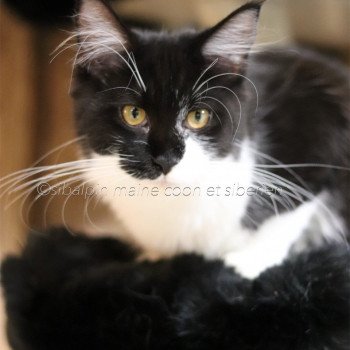 chat Maine coon black bicolor Tramontane Elevage Sibalpin