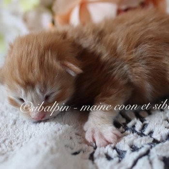 chaton Maine coon red tabby Union Elevage Sibalpin