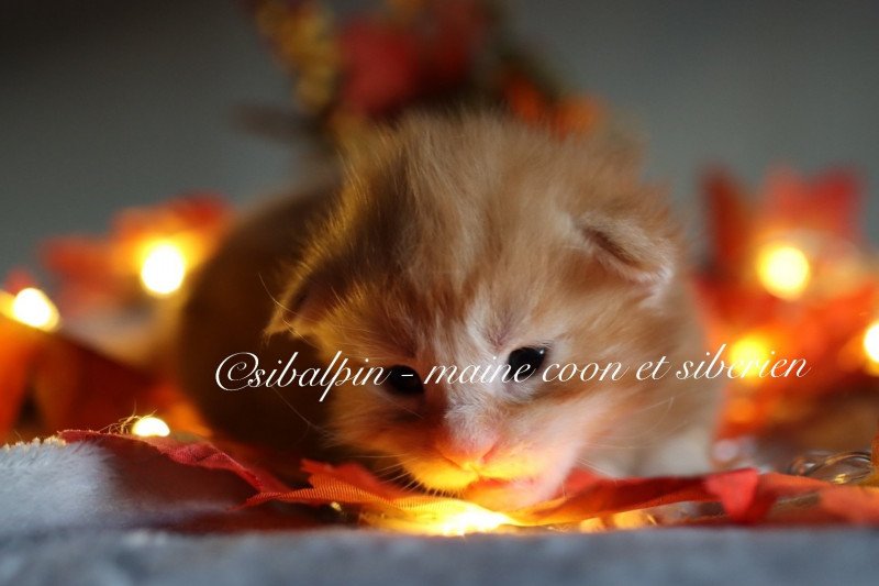 Union Mâle Maine coon Union Mâle Maine coon