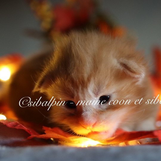 Union Mâle Maine coon